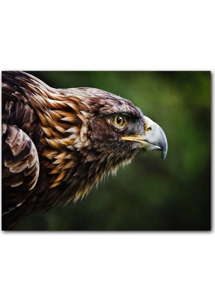 Cakatablo Ahşap Tablo Kahverengi Kartal Keskin Bakışlar