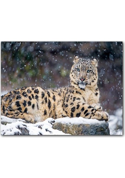 Cakatablo Ahşap Tablo Kar Yağışı ve Leopar Görseli