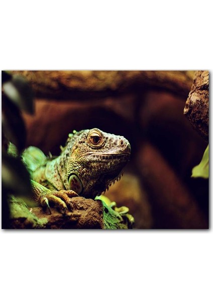 Cakatablo Ahşap Tablo Iguana Yakın Plan Flu Arkaplan
