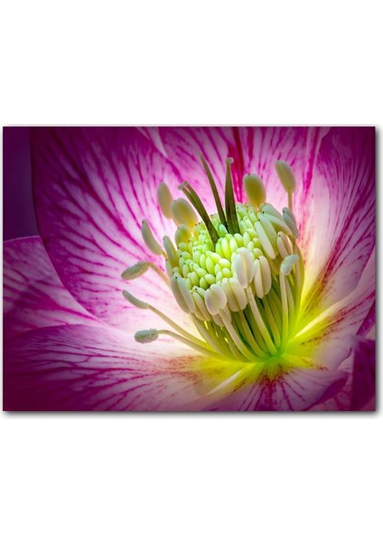 Cakatablo Ahşap Tablo Makro Closeup Helleborus Çiçek Görseli