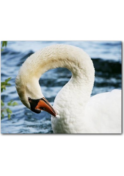 Cakatablo Ahşap Tablo Zarif Beyaz Kuğu Yakın Plan