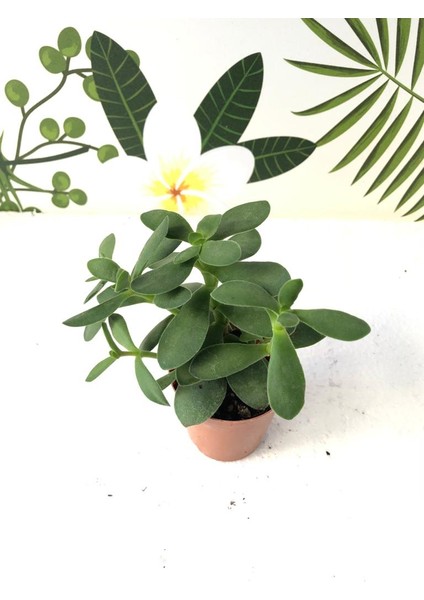 Crassula Ovata Sukulent Bitki 5.5cm Saksı