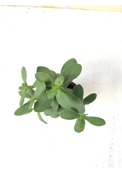 Crassula Ovata Sukulent Bitki 5.5cm Saksı
