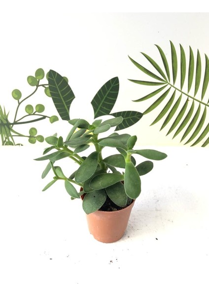Crassula Ovata Sukulent Bitki 5.5cm Saksı