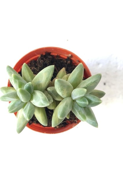 Pachyphytum Compactum Sukulent Bitki 5.5cm Saksı