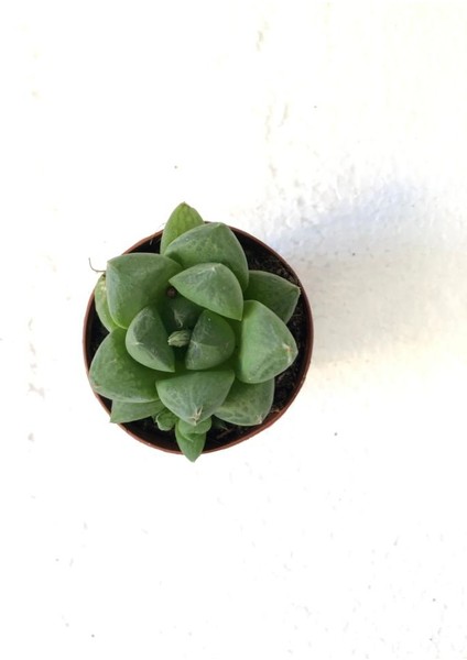 Haworthia Retusa Sukulent Bitki 5.5cm Saksı