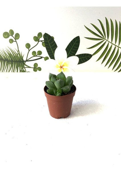 Haworthia Retusa Sukulent Bitki 5.5cm Saksı fiyatları