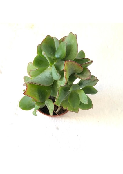 Crassula Arborescens Undulatifolia Sukulent Bitki 5.5cm Saksı