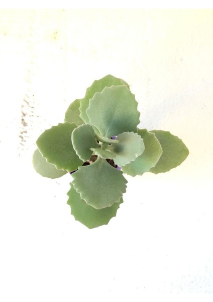 Kalanchoe Millotii Sukulent Bitki 5.5cm Saksı