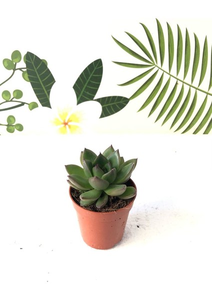 Echeveria Agavodies Ebony 5.5cm Sukulent Bitki