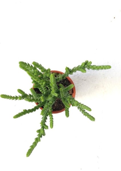 Crassula Muscosa Watch Prenses Çamı Sukulent Bitkisi 5.5cm Saksı