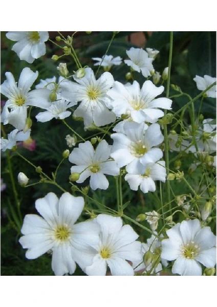 Fide Vadisi Çöven Çiçek Tohumu 1 - Gypsophila Elegans ~  40 Tohum