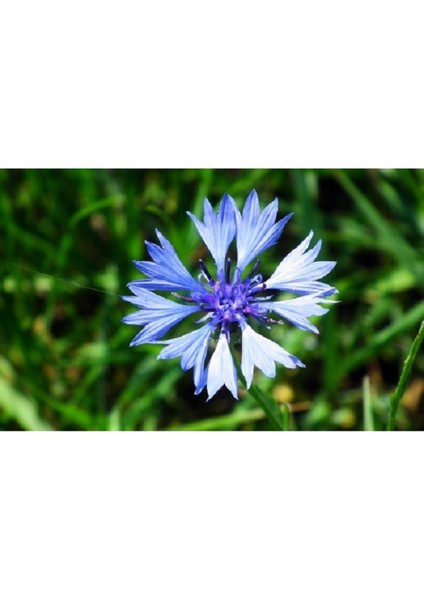 Mavi Kantaron Çiçek Tohumu - Centaurea Cyanus ~ 20 Tohum