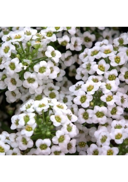 Alisyum Çiçek Tohumu 2 Kuduz Otu - Kralıyet Halısı - Alyssum