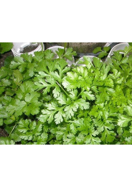 Akgen Kişniş Tohumu Aksel 10 gr