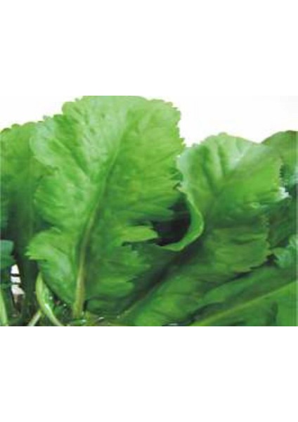 Akgen Tere Geniş Yaprak Tohumu Aksel 10 gr