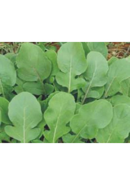 Akgen Roka Tohumu Aksel 10 gr