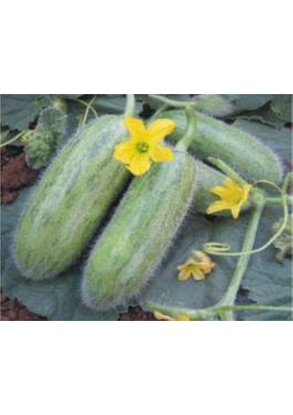 Akgen Acur Badem Tohumu Aksel 10 gr