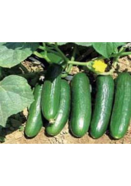 Akgen Hıyar Beith Alpha Tohumu Aksel 10 gr