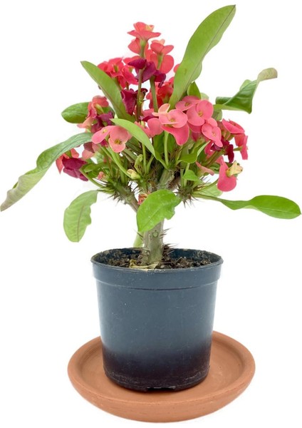 Kırmızı Euphorbia Milii (Dikenler Tacı) Çap 10.5 cm