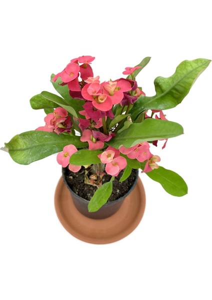 Kırmızı Euphorbia Milii (Dikenler Tacı) Çap 10.5 cm