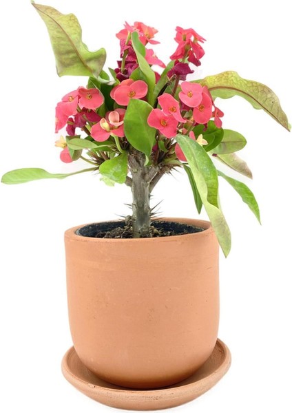 Kırmızı Euphorbia Milii (Dikenler Tacı) Çap 10.5 cm