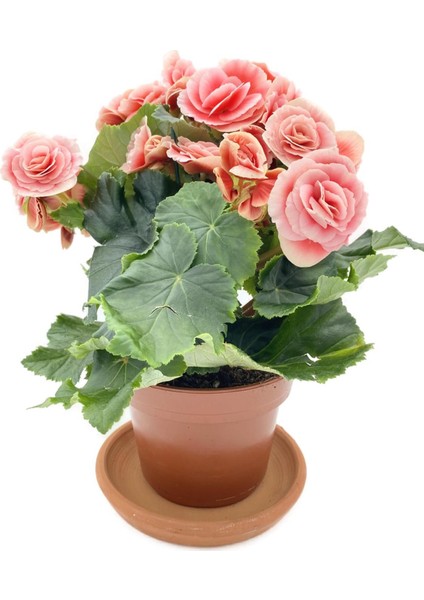 Tuberous Begonia (Yumrulu, Katmerli Begonya) Pembe