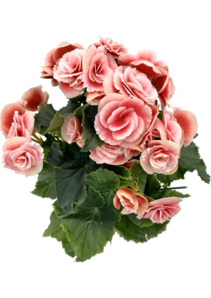 Tuberous Begonia (Yumrulu, Katmerli Begonya) Pembe fiyatları
