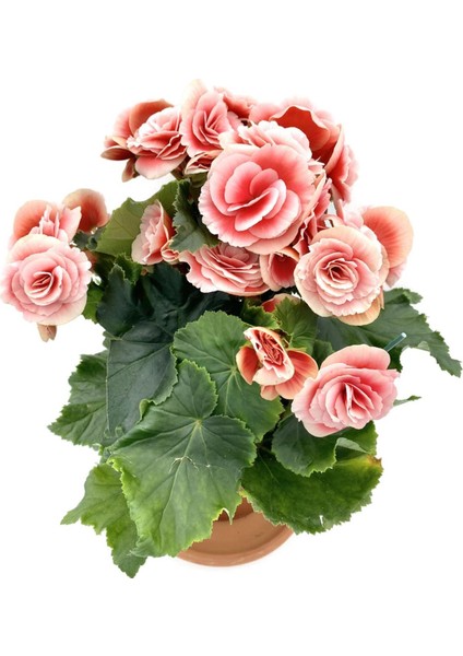 Tuberous Begonia (Yumrulu, Katmerli Begonya) Pembe modelleri