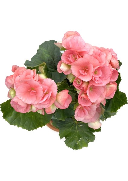 Tuberous Begonia (Yumrulu, Katmerli Begonya) Pembe fırsatları