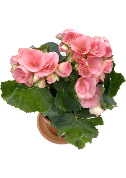 Tuberous Begonia (Yumrulu, Katmerli Begonya) Pembe indirimleri