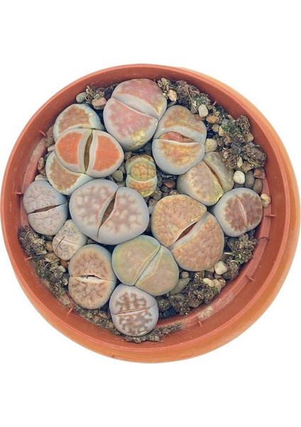 Lithops(Taş Kaktüs) Mix