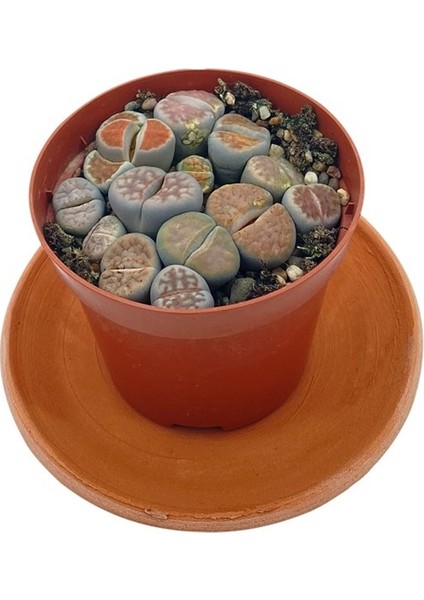 Lithops(Taş Kaktüs) Mix