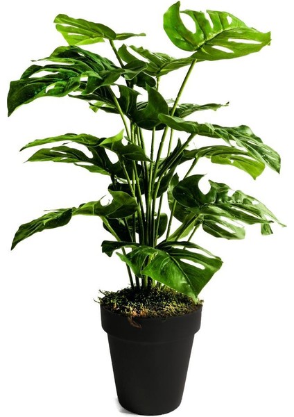Yapay Ağaç Salon Bitkisi Monstera 70 cm 18 Yaprak Antrasit Saksıda