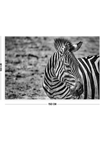Zebra Duvar Örtüsü Halısı 150 x 100 cm fiyatları