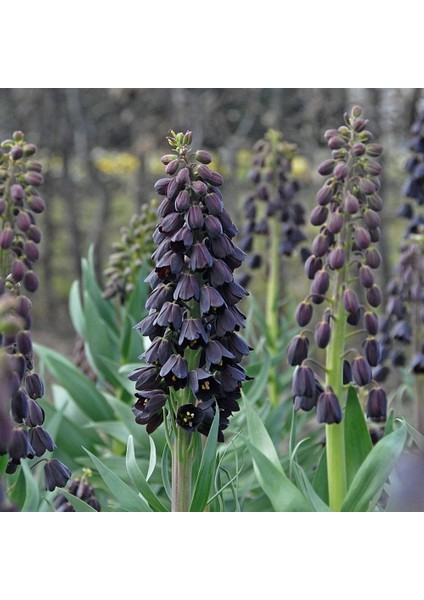 Reyon Ermenek Fritillaria Persica Mor Renkli Ters Lale Soğanı