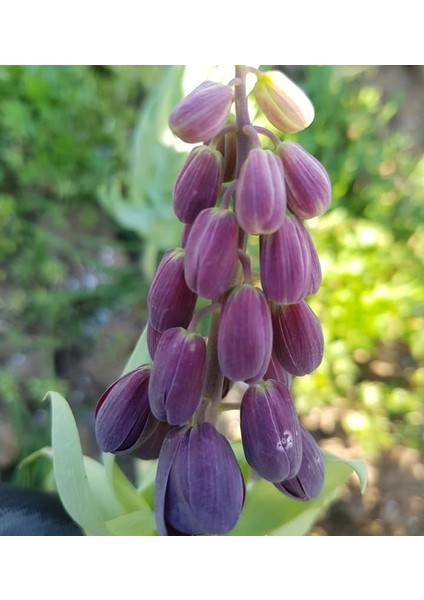 Reyon Ermenek Fritillaria Persica Mor Renkli Ters Lale Soğanı