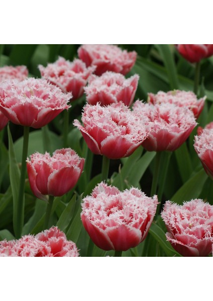 Brest Pembe Quuen Fırfırlı Lale Soğanı 5'li