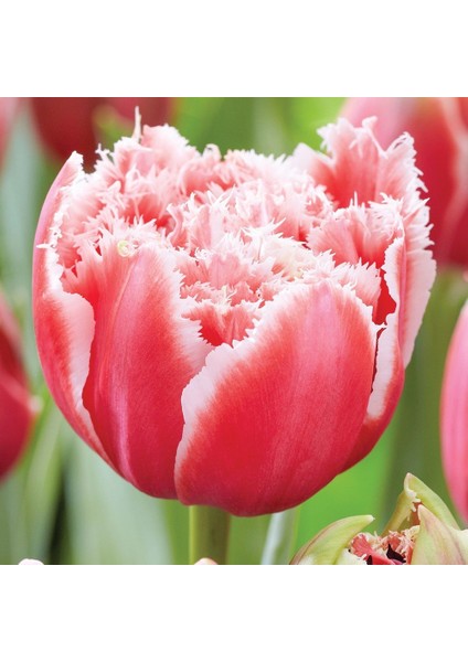 Brest Pembe Quuen Fırfırlı Lale Soğanı 5'li fiyatları