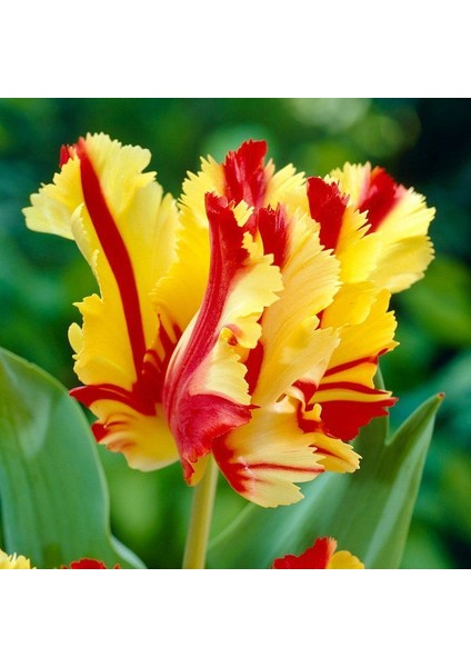 Flaming Parrot Katmerli Sihirbaz Lale Soğanı 5'li