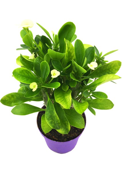 Euphorbia Milii Dikenler Tacı Beyaz Çiçek