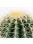 Echinocactus Grusonii-Ekinoks Kaktüs-20cm Çap 4