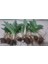 Jumbo Barlia Robertiana Salep Orkidesi Fidesi 50 Adet 2