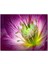 Cakatablo Ahşap Tablo Makro Closeup Helleborus Çiçek Görseli 1