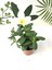 Crassula Ovata Sukulent Bitki 5.5cm Saksı 1