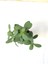 Crassula Ovata Sukulent Bitki 5.5cm Saksı 2