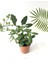 Crassula Ovata Sukulent Bitki 5.5cm Saksı 3
