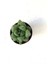Haworthia Retusa Sukulent Bitki 5.5cm Saksı 1