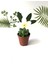 Haworthia Retusa Sukulent Bitki 5.5cm Saksı 2