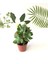 Crassula Arborescens Undulatifolia Sukulent Bitki 5.5cm Saksı 1